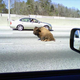 Illustration for article titled Yes, That Is A Buffalo In The Middle Of Atlantas I-20